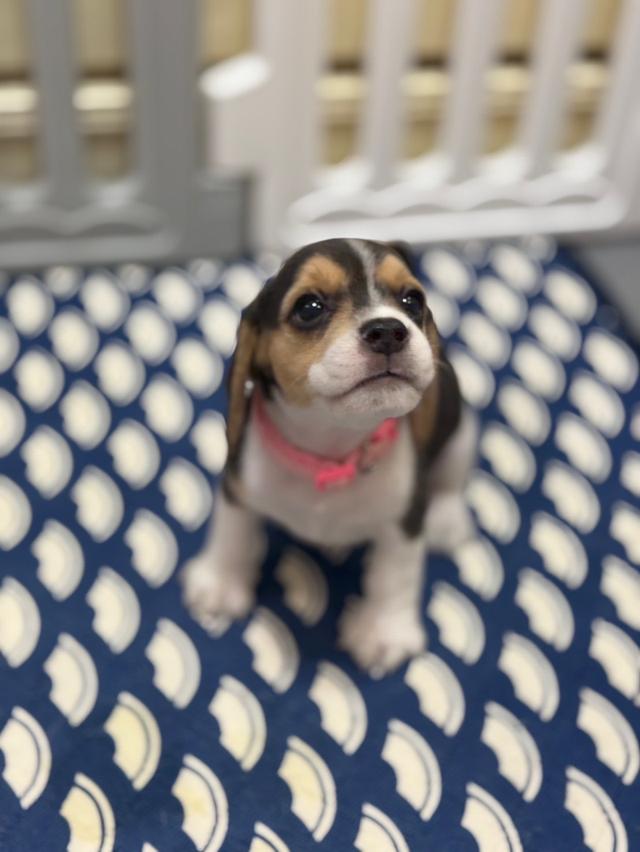 บีเกิ้ล (Beagle) Female ด.ญ 💯🏡 18