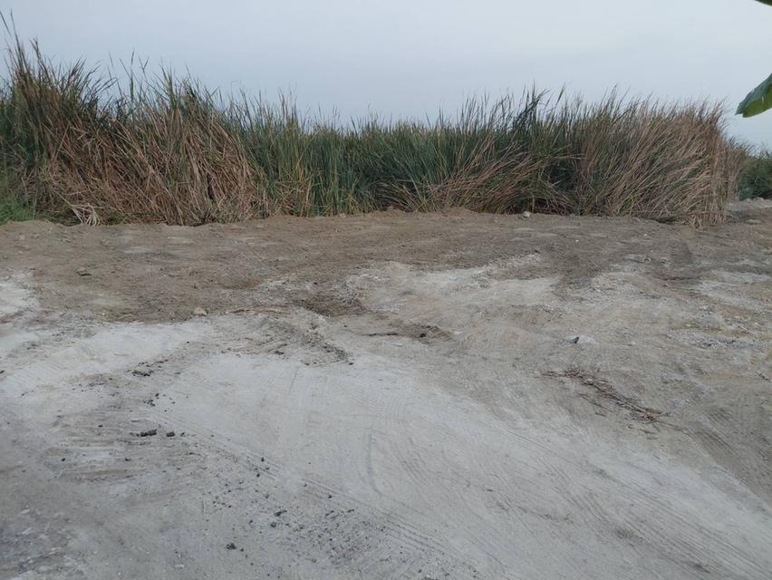 ขายที่ดิน ลาดกระบังคุ้มเกล้า 4