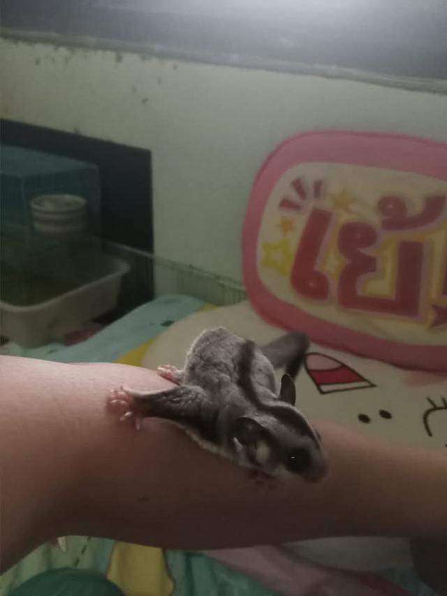 Sugar Glider อายุ 5 เดือน 3