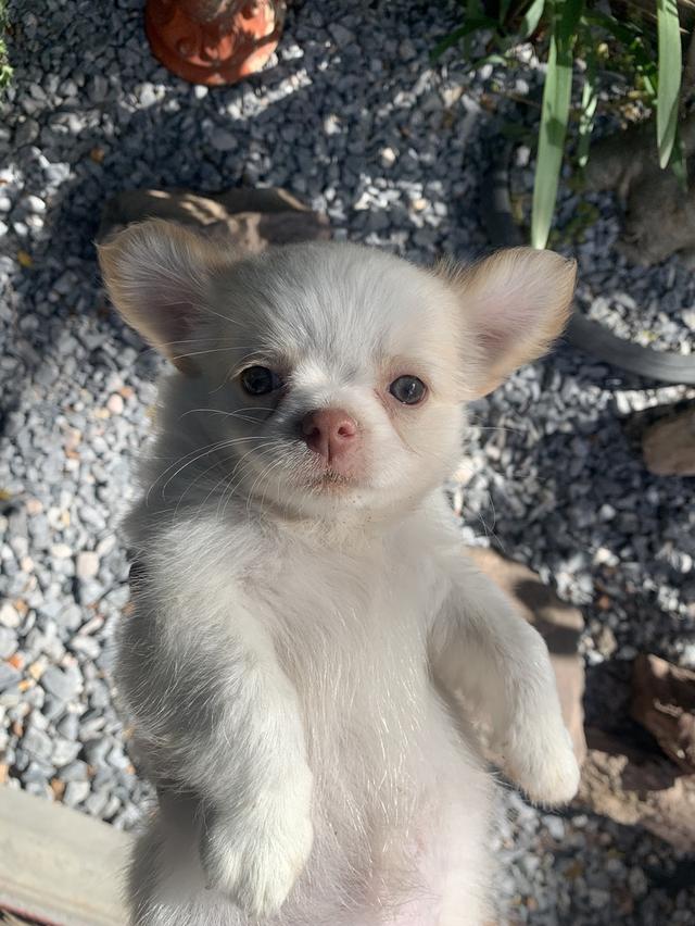 น้องหูม 5