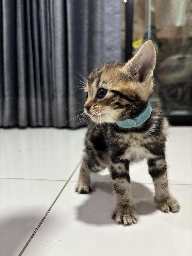 แมว American Shorthair 2