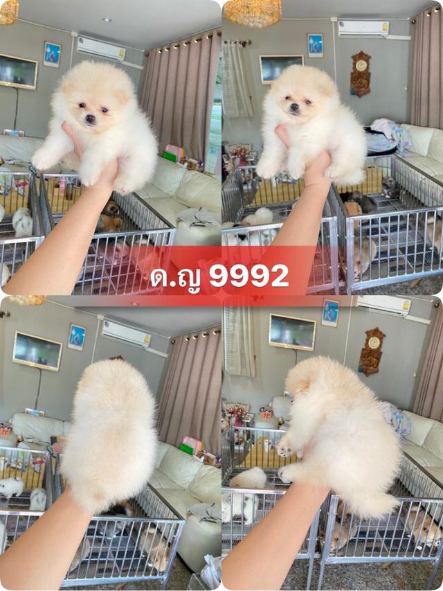 สอบถามได้ ลูกปอมแท้ อายุ2เดือน พร้อมย้ายบ้าน 11