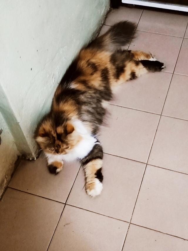 Persian big femail cats รูปที่ 4