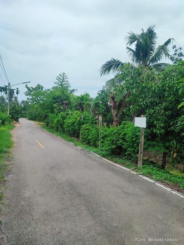 ขายที่ดินสวนส้มโอ 3ไร่ 1งาน อำเภอบางคนที จังหวัดสมุทรสงคราม ที่สวย หน้ากว้างติดถนน 1