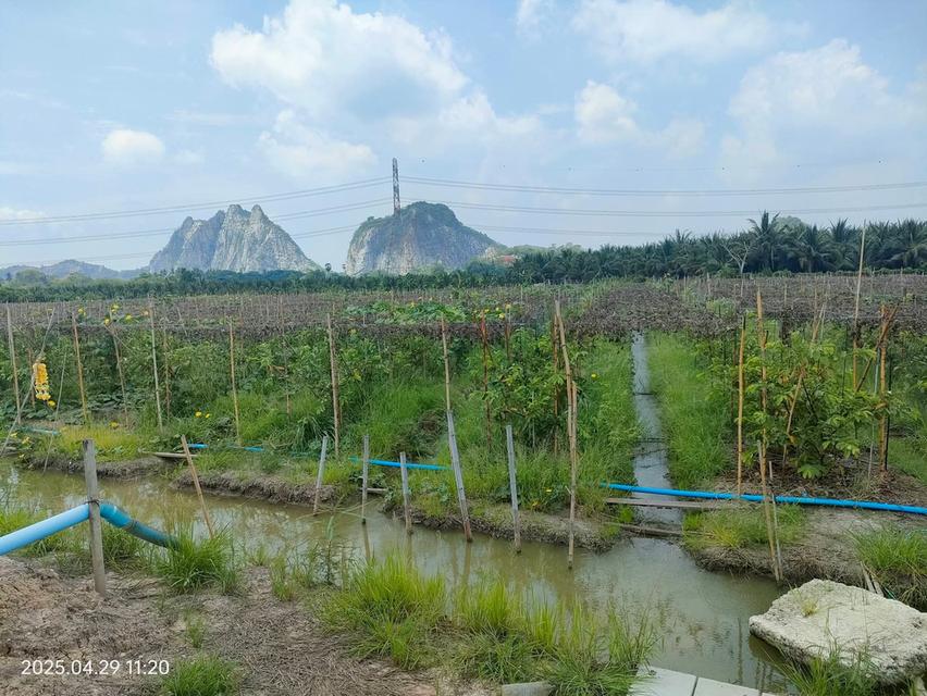 ที่ดินทำสวนฝรั่ง จ.ราชบุรี 16