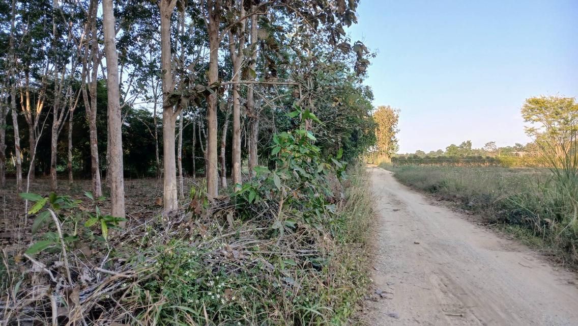 ที่ดินสวนยางมีผลไม้แซมหลากหลาย มีต้นสักขนาดใหญ่ และมีโฉนด 1