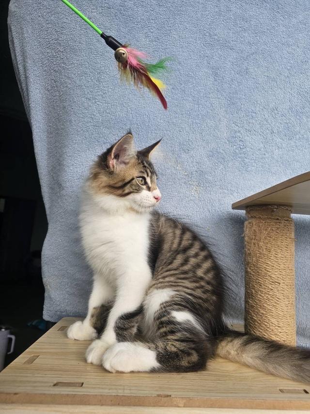 เมนคูน 7