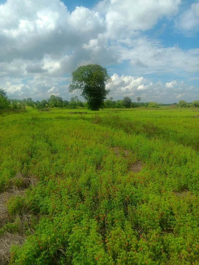 ที่ดิน จังหวัด บุรีรัมย์ อ.นางรอง เจ้าของขายเอง มีโฉนด 7
