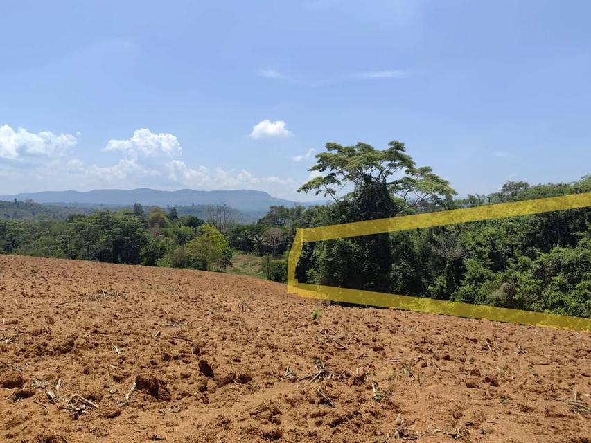 ที่ดินเปล่า 6 ไร่ 3 งาน 4.5 ล้าน บ.สวนห้อม อ.วังน้ำเขียว 1