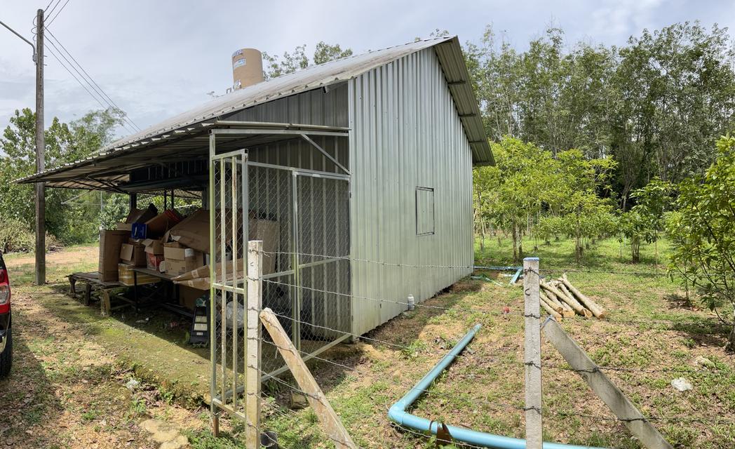 ขายสวนกระท่อม 3 ไร่ 3งาน 50 ตารางวา ติดคลองธรรมชาติ 7