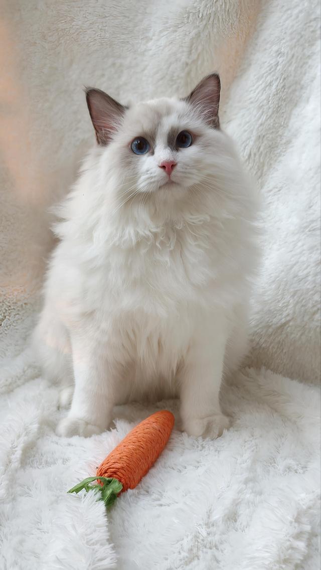 ลูกแมวแร็กดอลล์แสนสวย รูปที่ 11