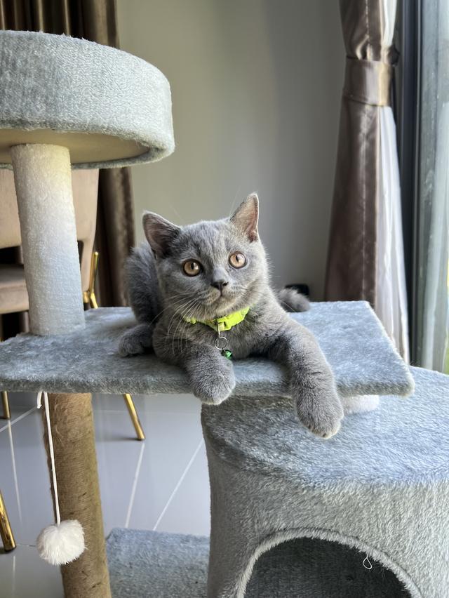 ลูกแมว บริติช ช็อตแฮร์ ใบเพ็ดนอกWCF(British Shorthair) 3