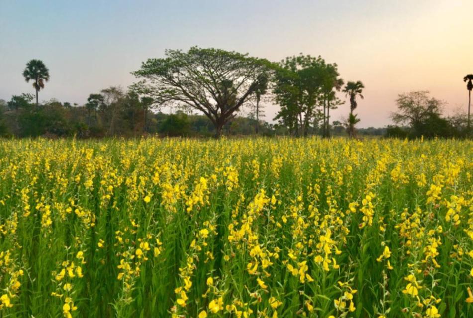 ขายถูกมากห้ามพลาดที่ดินทำเลทอง ติดถนน 4 เลน 207 อำเภอประทายโคราช หน้ากว้าง 80 เมตร ขายถูก 1.39 ล้าน ต่อไร่ 12