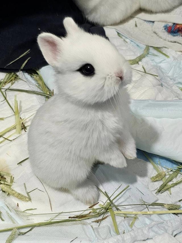 Dwarf Hotot น้องกำลังรอมามี้มาพากลับบ้านนะคะ