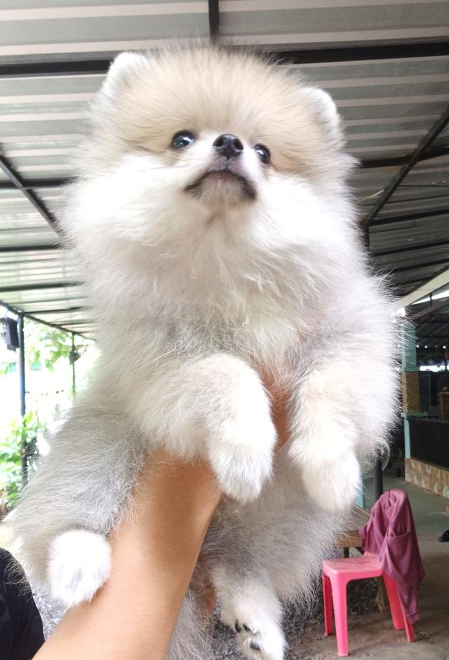 สุนัข