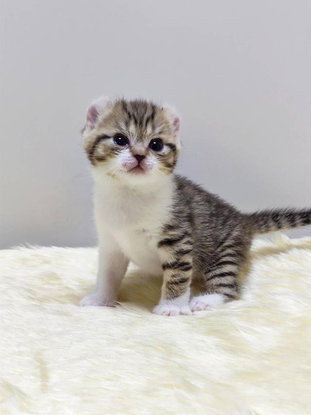 แมว อเมริกันเคิล น้องแมวหูบิน 2