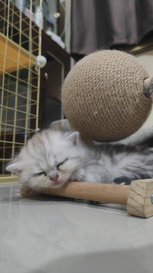 Scottish Fold (girl) 12