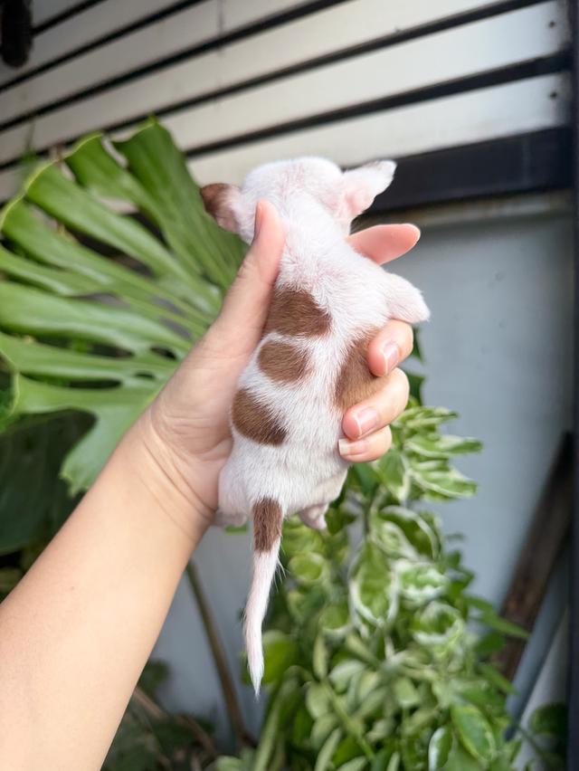 ชิวาวาแท้ ขนสั้นทีคัพ เพศผู้ 9