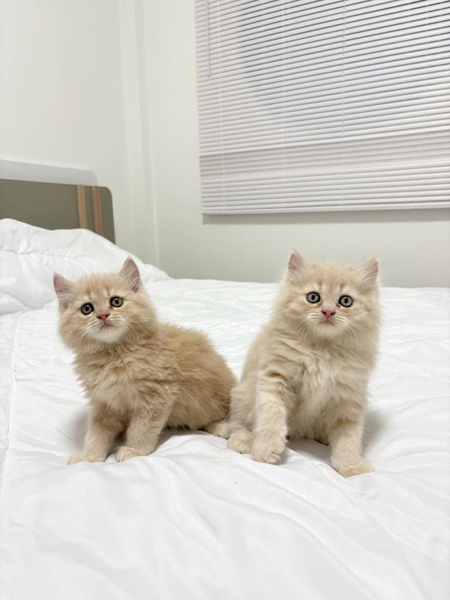 ❌🏠ได้บ้านแล้ว เปอร์เซียแท้ เทาครีม พร้อมย้าย 5