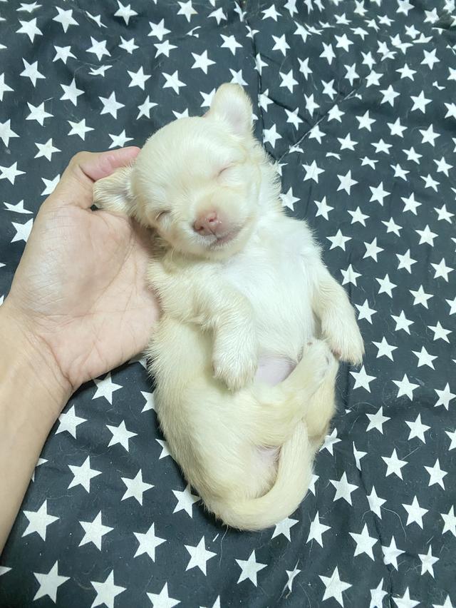 สุนัข ชิวาว่า ลูกน้อย