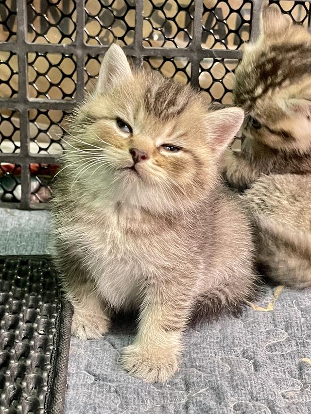 แมวลูกครึ่งบริติช