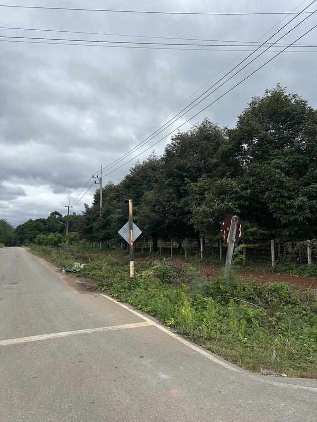 ขายสวนทุเรียน ชำฆ้อ หมู่5 เขาชะเมา 2