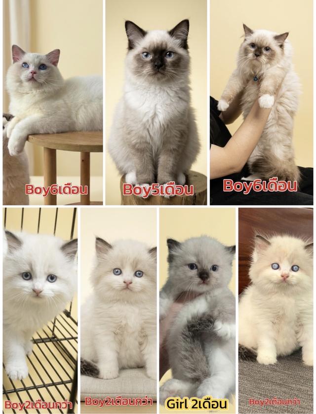 แร็กดอล35,000ลดประชด ได้ดีใครได้ใครทันโชคดีมาก กทมคอลดูต้องได้