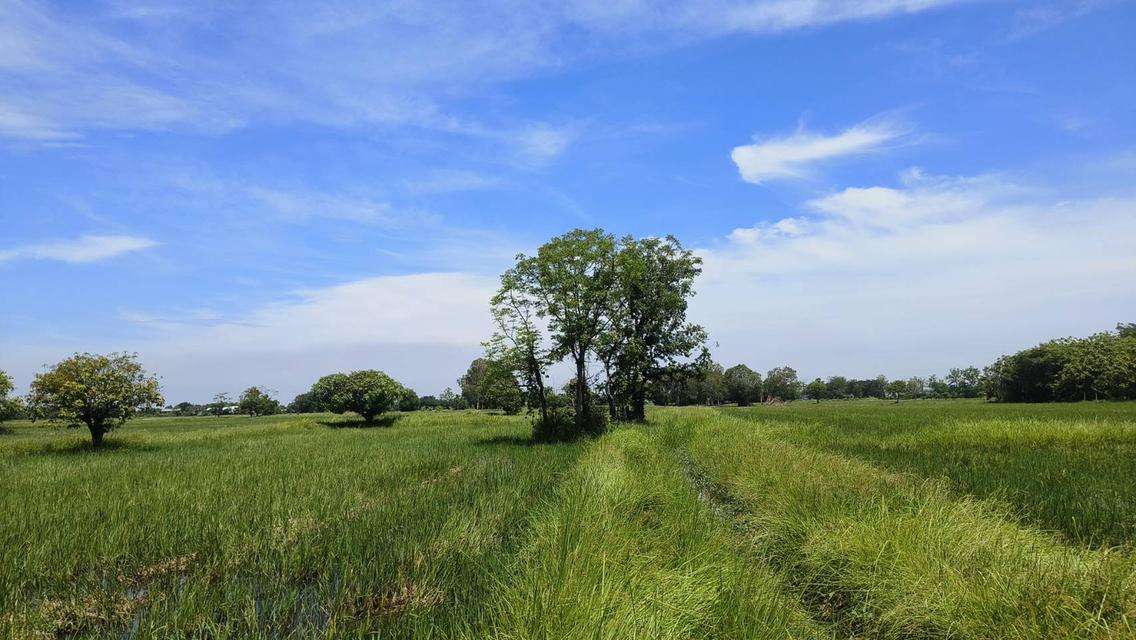 ที่ดินทำเลดี หนองจิก สระบุรี 6