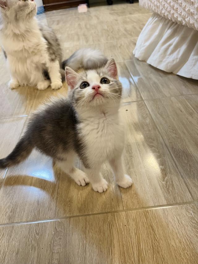 แมวสก๊อตติชโฟแท้   เด็กเด็กน่ารักมาก 16