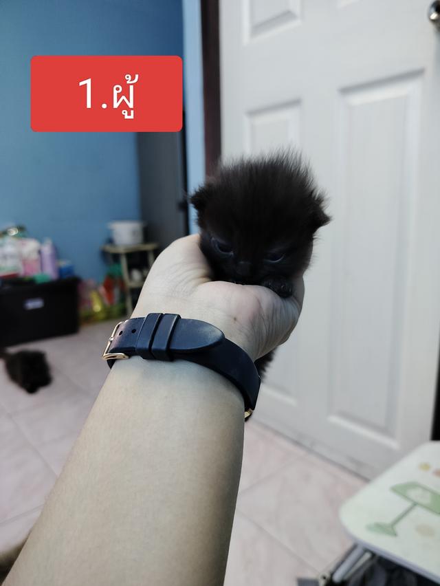 สัตว์เลี้ยงแมวเปอร์เซีย รูปที่ 2