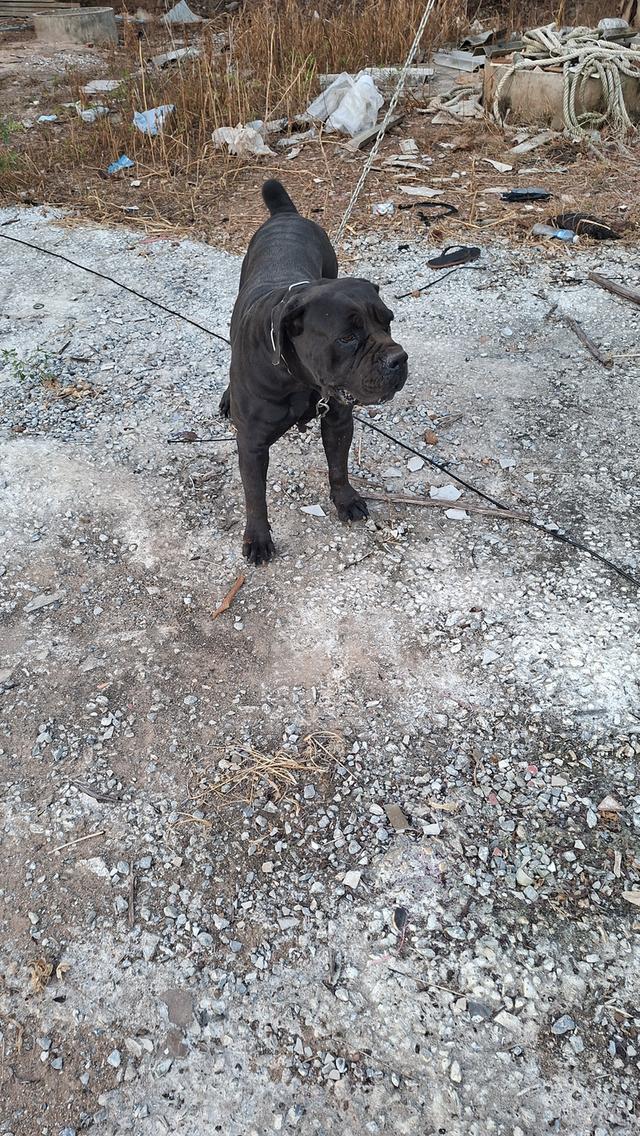 ขายแม่พันบัวโบแท้ยังไม่ทำหมัน