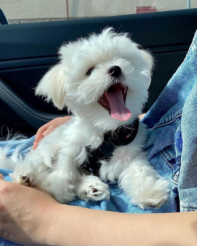 Maltese Puppies WhatsApp me : +66 63 826 3042