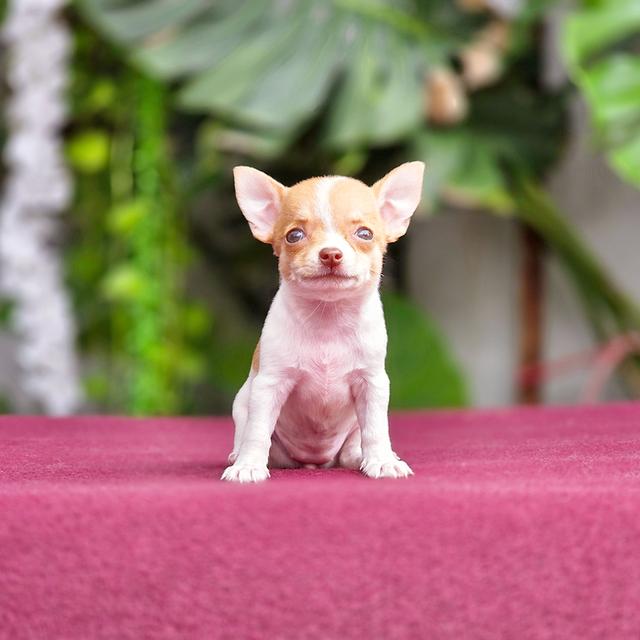 Chihuahuaแท้ขนสั้นเพศเมีบน้องกันตาsizeเล็กมินิ 4