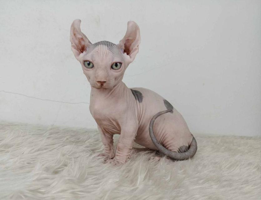 31.แมวดเวล/เพศผู้ หาบ้าน Dwelf Cat/Male looking for a new home 5