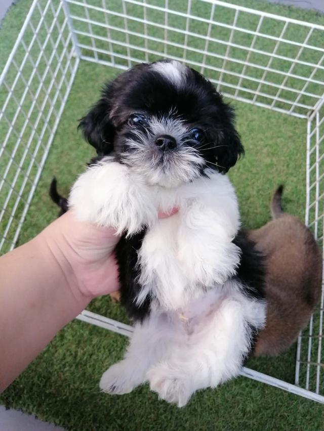 **หลุดจอง**ชิสุห์ปอม สีขาวดำ ดช.ชาบู พร้อมย้าย