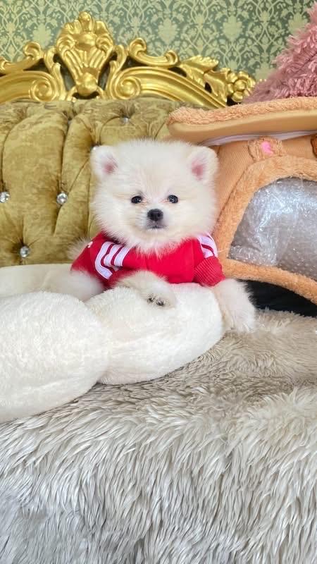 ลูกปอมเมอเรเนียนแท้ น่ารัก ขี้เล่น สดใส ยิ้มเก่ง มาดูตัวจริงได้นะคะ รูปที่ 6