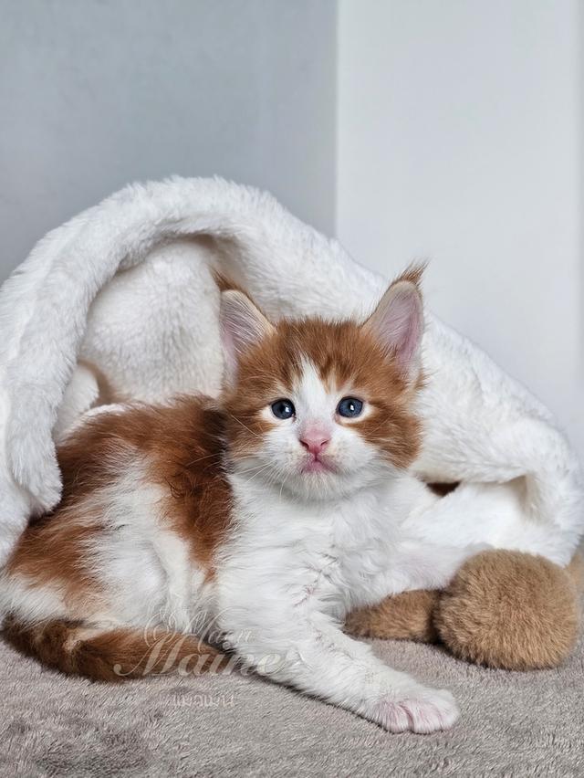 ลูกแมวเมนคูนแท้ เพศผู้ 2