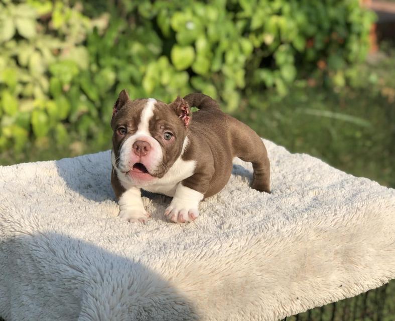 บูลลี่เพศเมียสองเดือนกว่า