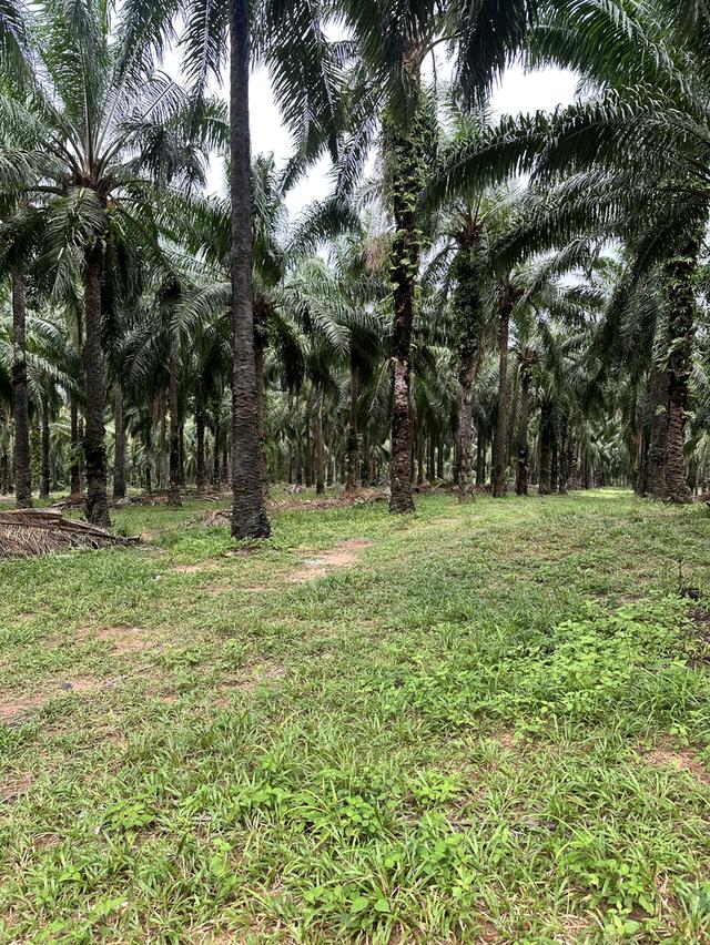 🌴 ขายสวนปาล์ม(โฉนด)พร้อมเก็บเกี่ยว อ.ปะทิว จ.ชุมพร 🌴 6