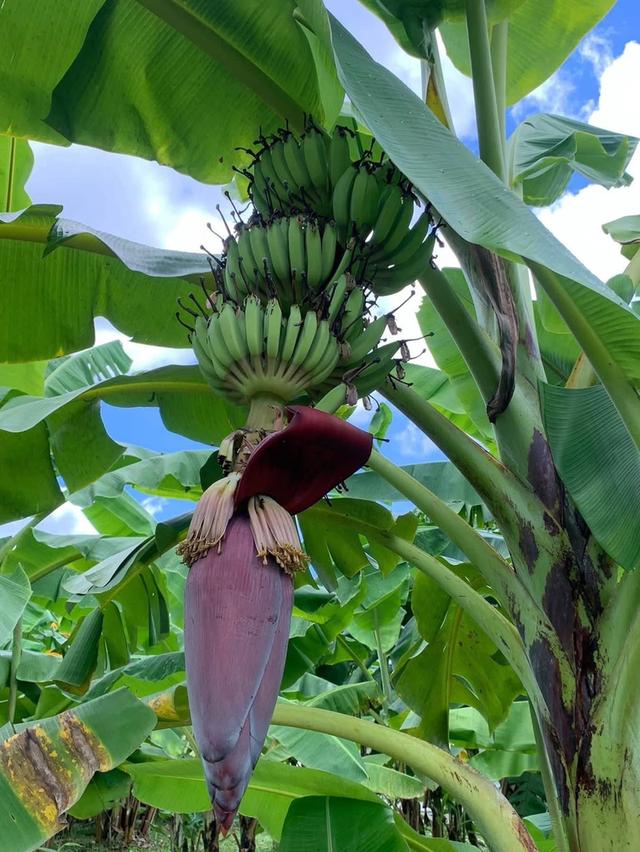 ขายที่ดินทำเลทอง! หมู่บ้านช่างทอง ต.สุเทพ อ.เมืองเชียงใหม่ ใกล้มหาวิทยาลัยเชียงใหม่ (หลัง มช.)