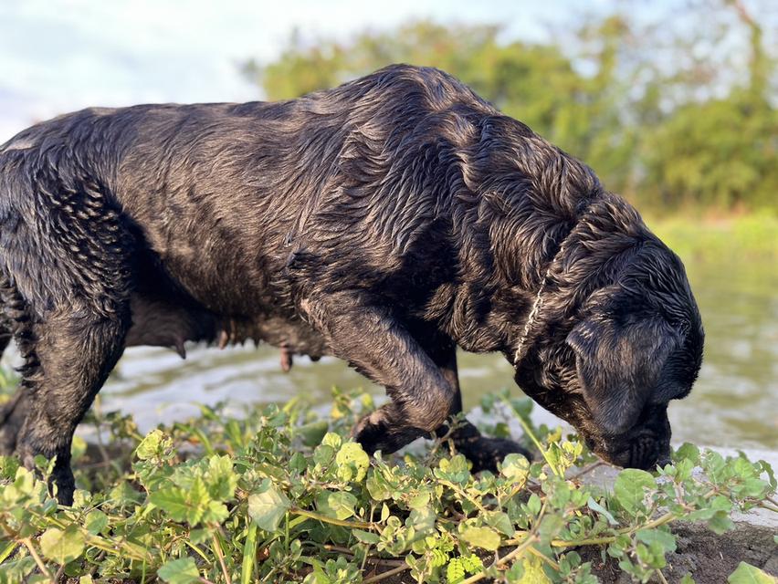 ขายลูกสุนัขพันธ์ลาบราดอ