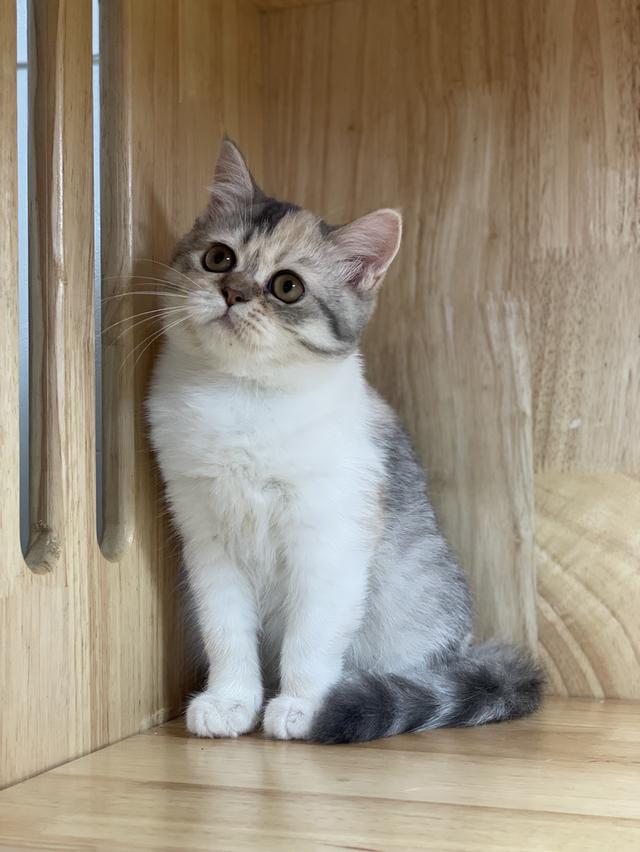 แมวมันช์กิ้นขายาว เพศหญิง รูปย่อยที่ 3