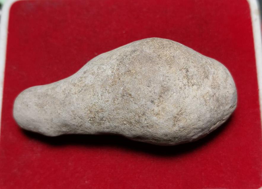 รูป 6169 คตหอย หรือหอยที่กลายเป็นหิน พบหายากอายุพันปีจนกลายเป็นหิน