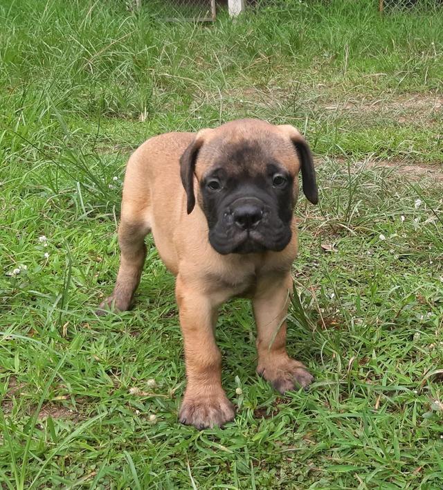 ลูกสุนัข Bullmastiff 3