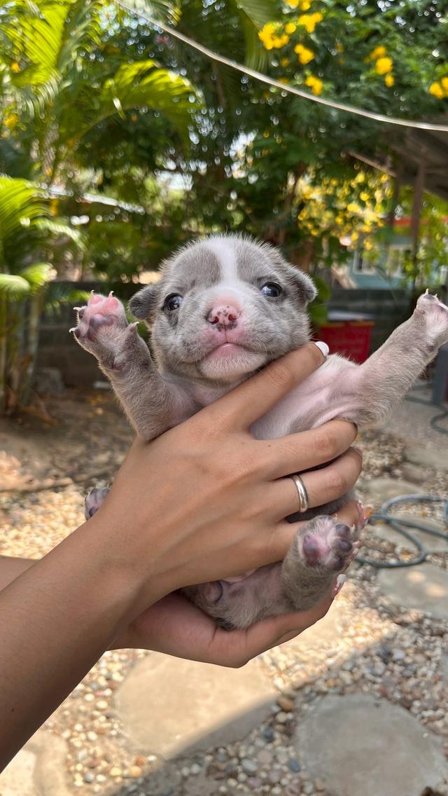 อเมริกันบูลลี่ เอ็กโซติก เพศเมีย