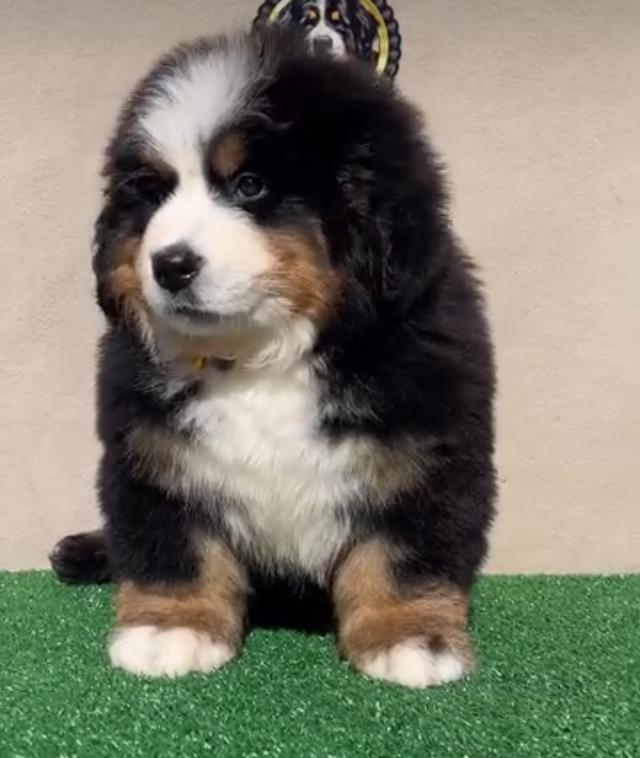 Bernese Mountain Dog ราคาถูก