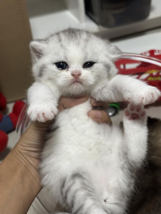 แมวบริติช British shorthair 10