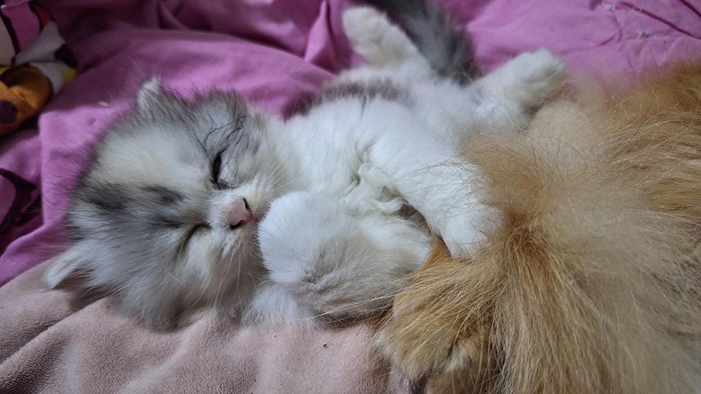 ลูกแมวเปอร์เซียแท้ ไม่ผสม 2