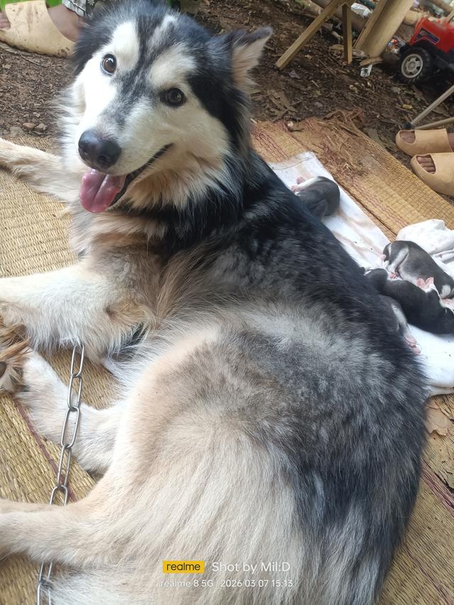 ลูกสุนัขไซบีเรียนแท้