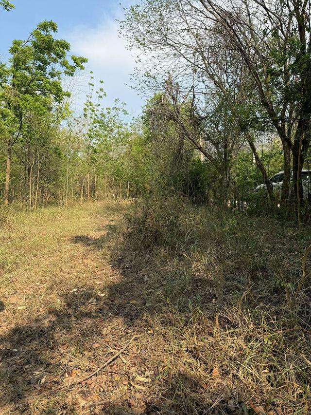 ที่ดินเปล่าภูเขียว 6 ไร่ 3